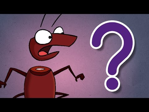 ¿Las cucarachas pueden vivir sin cabeza? - Especial de Halloween / Día de muertos CuriosaMente 9