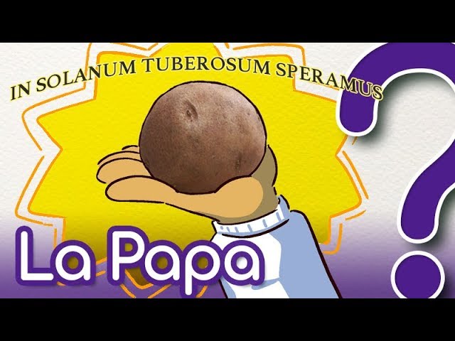 ¿Por qué es tan popular la papa? - CuriosaMente 137